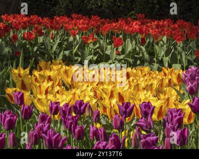 Ein herrliches Blumenbeet mit roten, gelben und lila Tulpen in voller Blüte, amsterdam, niederlande Stockfoto