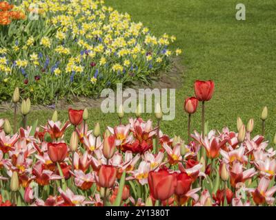 Buntes Blumenfeld mit Tulpen und Narzissen vor einer grünen Wiese im Frühjahr, amsterdam, niederlande Stockfoto