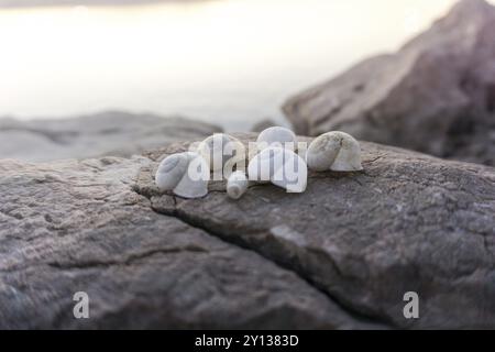 Nahaufnahme von wunderschönen Muscheln auf Felsen neben dem Meer bei Sonnenuntergang Stockfoto