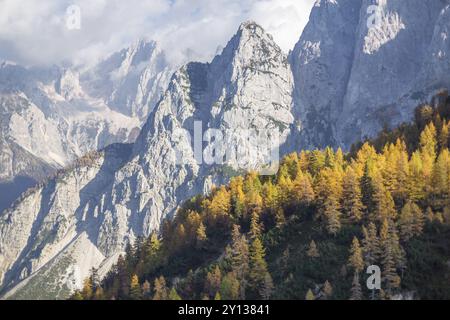 Alpine Herbst Landschaft mit gelben Lärchen Wald, in der Nähe von Kranjska Gora, Julische Alpen, Slowenien, Europa Stockfoto