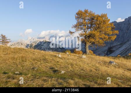 Alpine Herbst Landschaft mit gelben Lärchen Wald, in der Nähe von Kranjska Gora, Julische Alpen, Slowenien, Europa Stockfoto