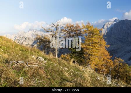 Alpine Herbst Landschaft mit gelben Lärchen Wald, in der Nähe von Kranjska Gora, Julische Alpen, Slowenien, Europa Stockfoto