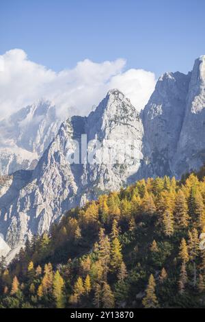 Alpine Herbst Landschaft mit gelben Lärchen Wald, in der Nähe von Kranjska Gora, Julische Alpen, Slowenien, Europa Stockfoto