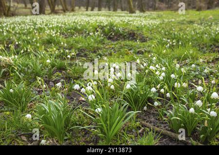 Frühling Schneeglöckchen Schneeflocken blühen im Wald, weiße saisonale Schönheit Stockfoto