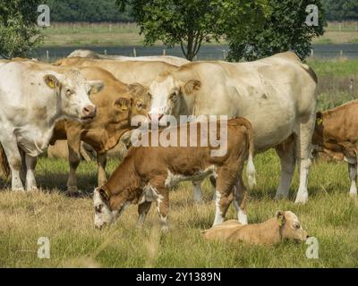 Nahaufnahme einer Gruppe von Kühen und Kälbern auf einer grünen Weide unter blauem Himmel, xanten, Nordrhein-Westfalen, deutschland Stockfoto