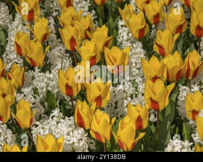 Gelbe Tulpen mit roten Akzenten umgeben von weißen Blumen, amsterdam, niederlande Stockfoto