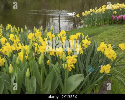 Wilde Narzissen blühen am Rand eines Teiches, ein Schwan schwimmt im Hintergrund, amsterdam, niederlande Stockfoto