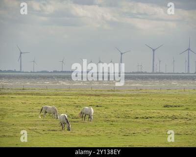 Drei weiße Pferde, die auf einer grünen Wiese grasen, während Windräder im Hintergrund unter bewölktem Himmel zu sehen sind, Spiekeroog, Ostfriesland, Nordsee, Stockfoto