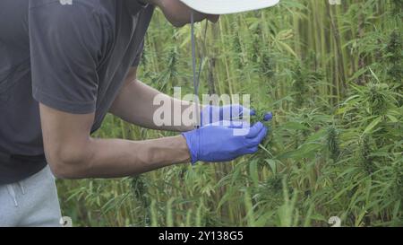 Professionelle Forscher, die auf einem Hanffeld arbeiten, überprüfen Pflanzen und führen eine Qualitätskontrolle, alternative Medizin und Cannabis sativa produ durch Stockfoto