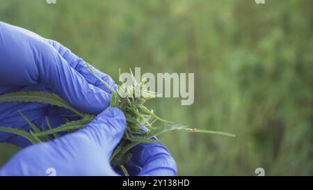 Nahaufnahme von Cannabisblättern und Narkoseknospen, die von einer menschlichen Hand mit medizinischen Handschuhen überprüft werden Stockfoto