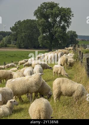 Eine Schafherde, die entlang eines Zauns auf einer grünen Weide unter leicht bewölktem Himmel weidet, Xanten, Nordrhein-Westfalen, Deutschland, Europa Stockfoto