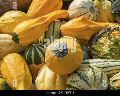 Nahaufnahme verschiedener bunter Kürbisse als Herbstdekoration, borken, münsterland, deutschland Stockfoto