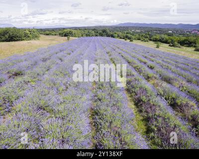 Luftbild Foto von lavendelfeld in voller blühenden Jahreszeit in der diagonalen Reihen Stockfoto