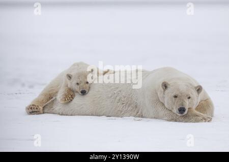 Eisbär (Ursus maritimus), Mutter und Junge, die friedlich im Schnee liegen, Kaktovik, Arctic National Wildlife Refuge, Alaska, USA, Nordamerika Stockfoto