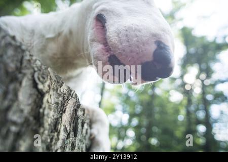 Closeupphoto von weißem Bullterrier, der an einem sonnigen Tag auf der Baumbank im Wald liegt Stockfoto