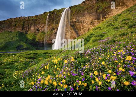 Wasserfall mit Blumenwiese bei Mitternachtssonne, Sommer, Seljalandsfoss, Süd-Island, Island, Europa Stockfoto