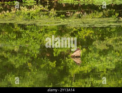 Eine beschauliche Schildkröte sonnt sich im Sonnenlicht auf einem schwimmenden Baumstamm, umgeben von ruhigem Wasser und Reflexen von üppig grünem Laub, umgeben von der Natur.“ Stockfoto