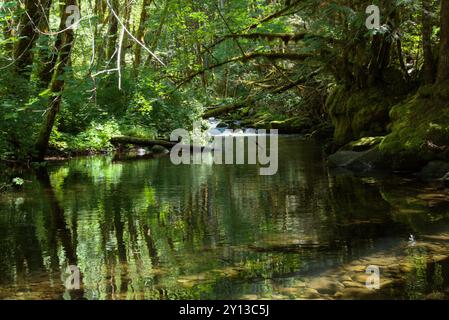 Der Falls Creek Fall River fließt durch ein üppiges Waldgebiet mit Ästen und anderen Blättern, die sich im stillen Wasser spiegeln. Stockfoto
