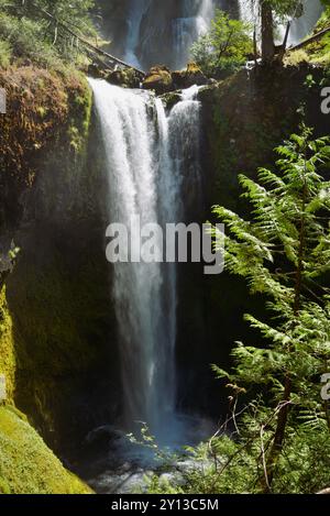 Massive waterfall in a dense woodland area framed by cedar trees. Taken while hiking the Falls Creek Loop. Stock Photo