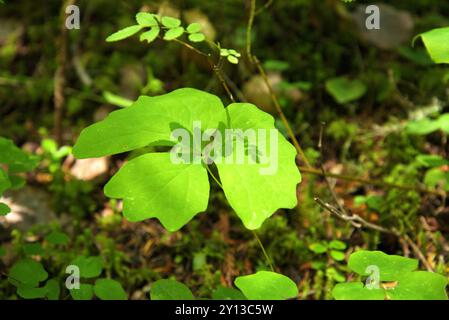 Nahaufnahme des Schattens eines einheimischen Rosenzweigs auf großen grünen Blättern eines Vanilleblattes (Achlys triphylla), das aus dem Waldboden wächst. Stockfoto