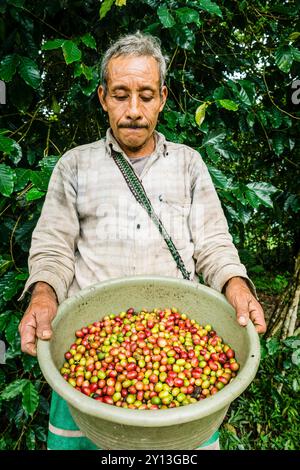 Kaffeeernte, La Taña, Reyna, Département Uspantan, Guatemala, Zentralamerika. Stockfoto