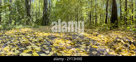 Pfad durch den Herbstwald, bedeckt mit gefallenen gelben Blättern. Panoramablick bei niedrigem Winkel. Stockfoto