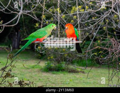 Ein Paar australischer King Paprots Alisterus scapularis, das sich auf einem Samenbehälter ernährt. Stockfoto