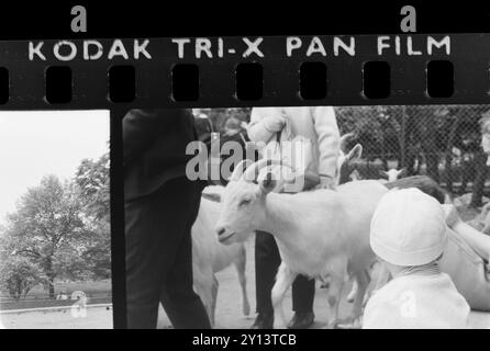 Kodak Tri-X Pan Filmstreifen mit einem Bild des Londoner Zoos von 1966. Panchromatischer Schwarzweiß-Fotofilm mit 35 mm Durchmesser Stockfoto