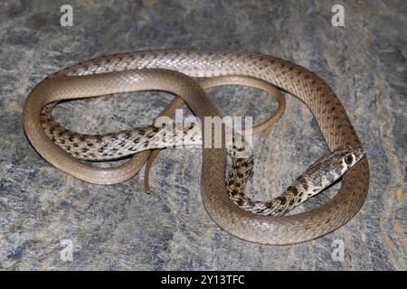 Platyceps ladacensis, die Flechtschlange oder Jan's Cliff Racer, ist eine Schlangenart der Familie Colubridae. Die Schlange kommt in Asien vor. Chamba, Himach Stockfoto