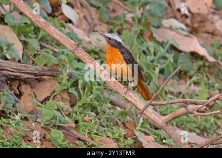 Robin-Chat, Wassadou, Senegal, März 2024 Stockfoto