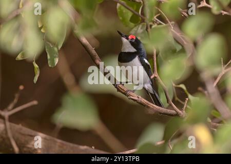 Braunes Wattle-Eye, Wassadou, Senegal, März 2024 Stockfoto