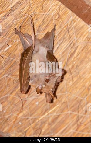 Gambische, epaulettierte Obstfledermaus, Toubacouta, Senegal, März 2024 Stockfoto