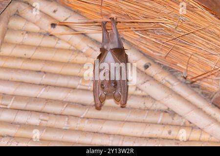 Gambische, epaulettierte Obstfledermaus, Toubacouta, Senegal, März 2024 Stockfoto