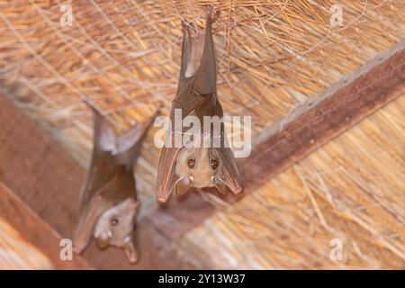 Gambische, epaulettierte Obstfledermaus, Toubacouta, Senegal, März 2024 Stockfoto