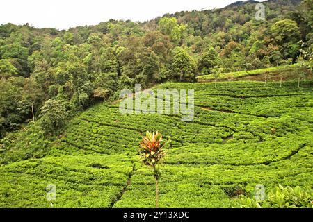 Landschaft der Teeplantage am Rande des tropischen Regenwaldes in der Nähe des Gunung Halimun Salak Nationalparks in Citalahab, West-Java, Indonesien. Stockfoto