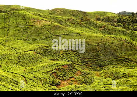 Landschaft der Teeplantage in der Nähe des Gunung Halimun Salak Nationalparks in Citalahab, West-Java, Indonesien. Stockfoto