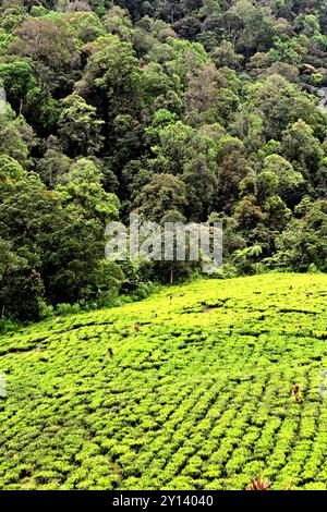 Landschaft der Teeplantage am Rande des tropischen Regenwaldes in der Nähe des Gunung Halimun Salak Nationalparks in Citalahab, West-Java, Indonesien. Stockfoto