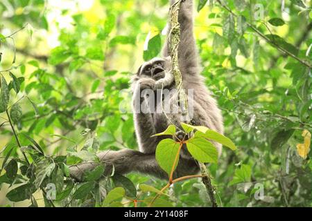 Ein silberner Gibbon (Hylobates moloch), der im Gunung Halimun Salak Nationalpark in West-Java, Indonesien, auf der Suche ist. Stockfoto