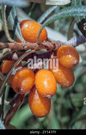 Sanddorn (Hippophae rhamnoides) barries auf hölzernen Tisch. Stockfoto