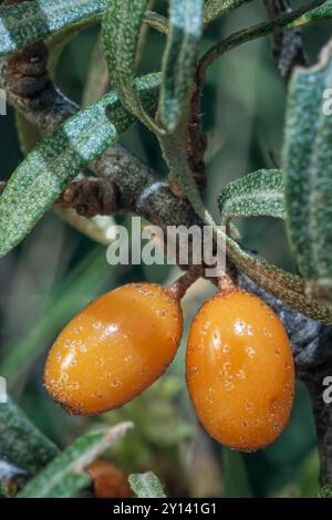 Sanddorn (Hippophae rhamnoides) barries auf hölzernen Tisch. Stockfoto