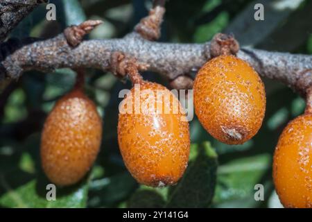 Sanddorn (Hippophae rhamnoides) barries auf hölzernen Tisch. Stockfoto