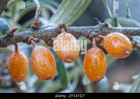 Sanddorn (Hippophae rhamnoides) barries auf hölzernen Tisch. Stockfoto