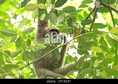 Ein silberner Gibbon (Hylobates moloch), der im Gunung Halimun Salak Nationalpark in West-Java, Indonesien, auf der Suche ist. Stockfoto