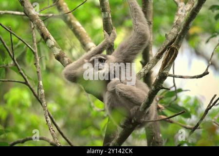 Eine weibliche Person des javanischen Gibbons (Hylobates moloch, silbriges Gibbon), die ein Kleinkind im Gunung Halimun Salak Nationalpark in Indonesien trägt. Stockfoto