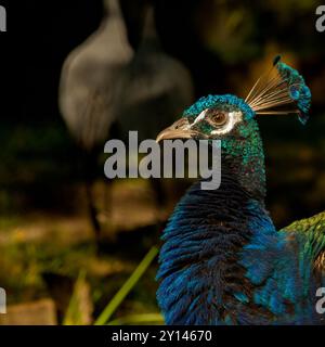 Gemeinhin als Pfau bezeichnet. Der indische Pfauz oder Blaupfauz, ein großer und bunt gefärbter Vogel, ist eine in Südasien heimische Pfauzart Stockfoto