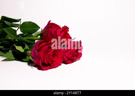 Leuchtend rote Rosen vor einem sauberen weißen Hintergrund. Die Rosen sind der Hauptfokus und zeigen ihre satte Farbe und zarte Blütenblätter. Stockfoto