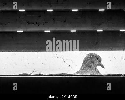 Spionage Pigeon: Umrahmt von Fensterglas und Jalousien. Stockfoto