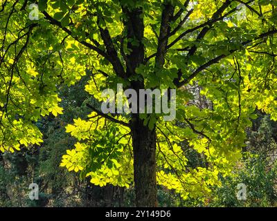 Sonnendurchfluteter Baumstamm: Nahaufnahme der grünen Blätter im frühen Herbst Stockfoto