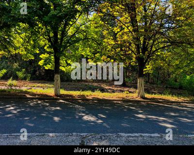 Früher Herbst im Park: Bäume, Licht und Schatten spielen Stockfoto