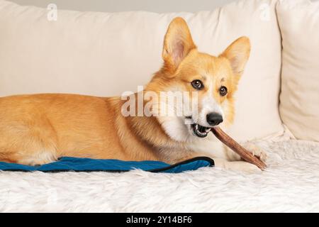 Glückliche Hundekauen-Leckerli aus Hirschhorn, Leckerli in Vorderpfoten halten Stockfoto